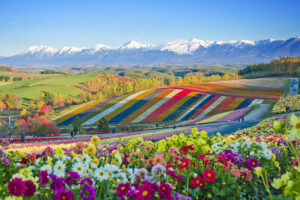 Biei Panoramic Flower Gardens 