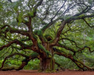 Angel Oak South Carolina Most Beautiful Places On Earth