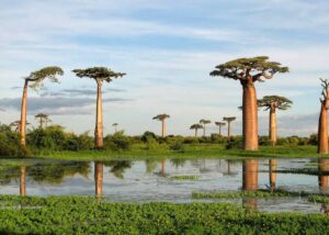 Most Beautiful Places On Earth Avenue of the Baobabs Madagascar