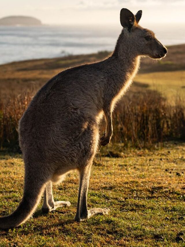 BEST DESERT IN AUSTRALIA