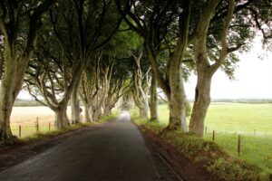 The dark hedges, Northern Ireland  Most Beautiful Places On Earth