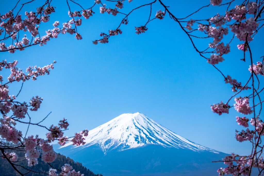 Fuji Sakura best visiting places in japan