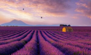 Lavender Field France Provence Best Places to Visit in France A Guide to Exquisite Destinations